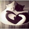 ChitChatCat's photo
