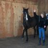 rideahorse's photo