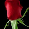 YrLove953