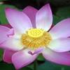 openedlotus