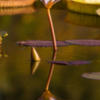 gopaldev's photo