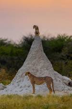 Trevor Schmidt Nashmann's photo