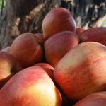 Prashant Kashyap's photo