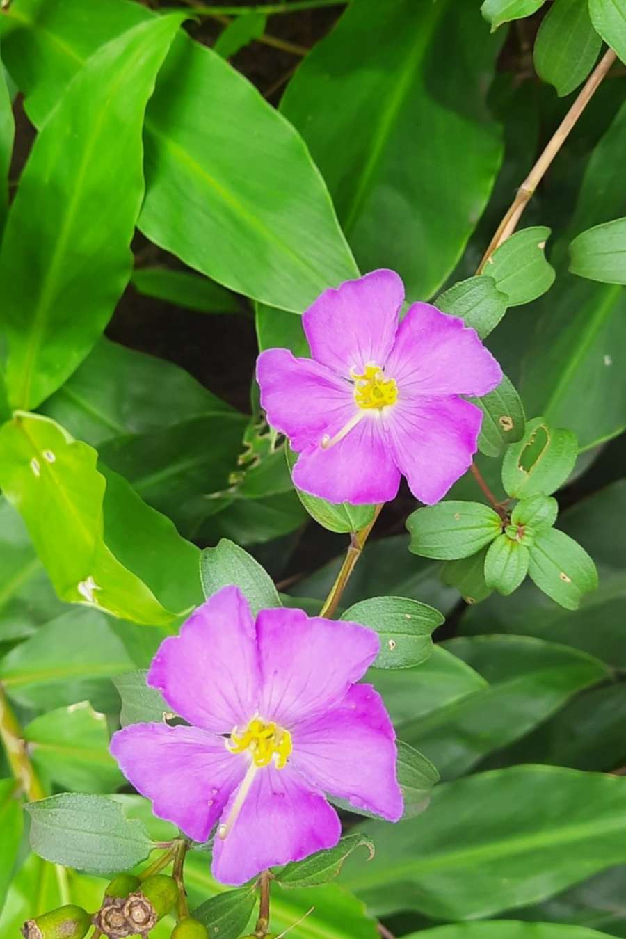 89867658 1477 medium large