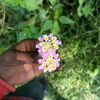 ACHINTYA MAHATO's photo