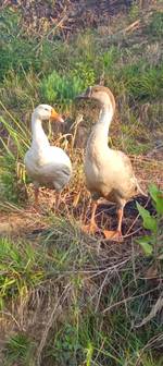 Dinesh pandey's photo