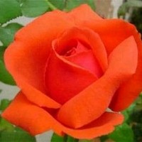 सरप सदप's photo