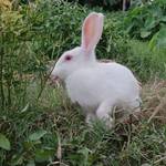 Dinkar Hansda's photo