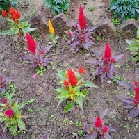 Subham GHOSH's photo