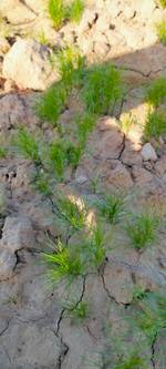 Ravindra Singh's photo